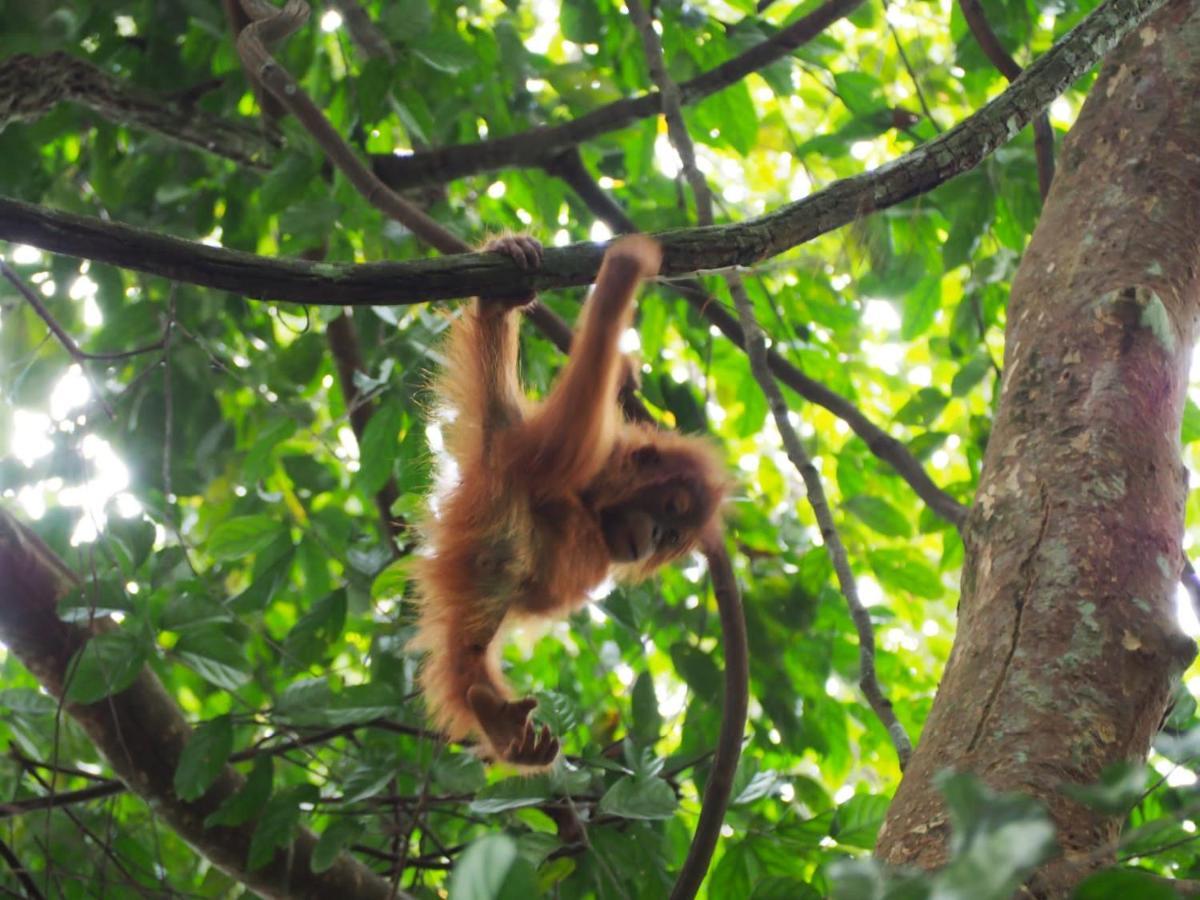 Lucky Bamboo'Bungalows-Resto And Orangutan Jungle Trekking Tours 부킷 라왕 외부 사진