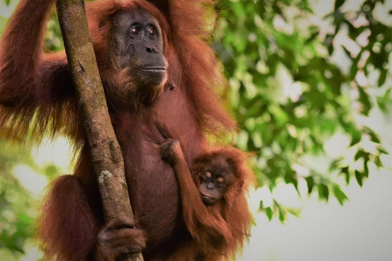 Lucky Bamboo'Bungalows-Resto And Orangutan Jungle Trekking Tours 부킷 라왕 외부 사진