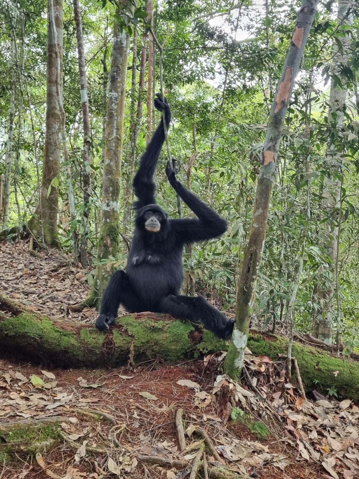 Lucky Bamboo'Bungalows-Resto And Orangutan Jungle Trekking Tours 부킷 라왕 외부 사진