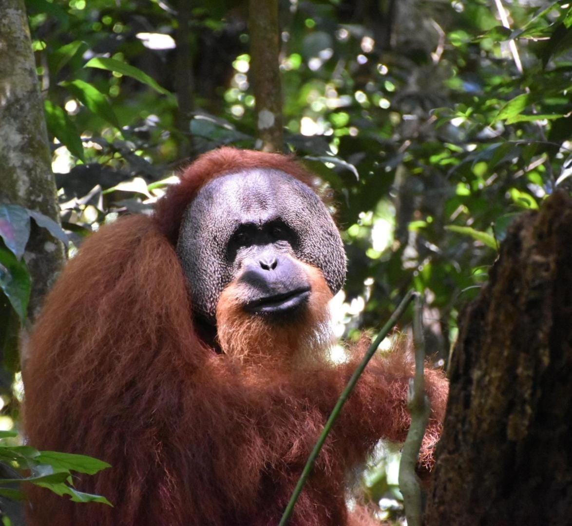 Lucky Bamboo'Bungalows-Resto And Orangutan Jungle Trekking Tours 부킷 라왕 외부 사진