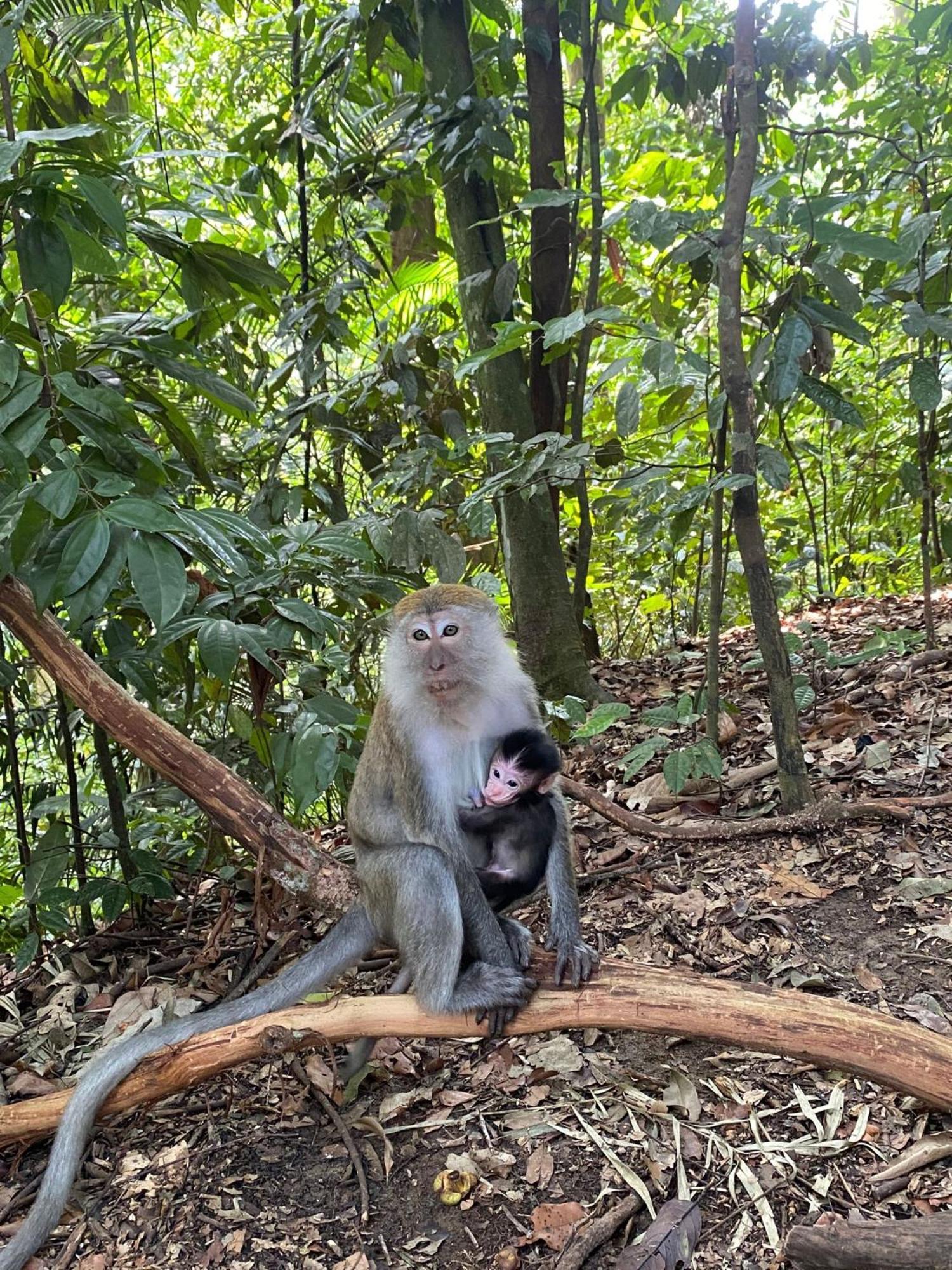 Lucky Bamboo'Bungalows-Resto And Orangutan Jungle Trekking Tours 부킷 라왕 외부 사진