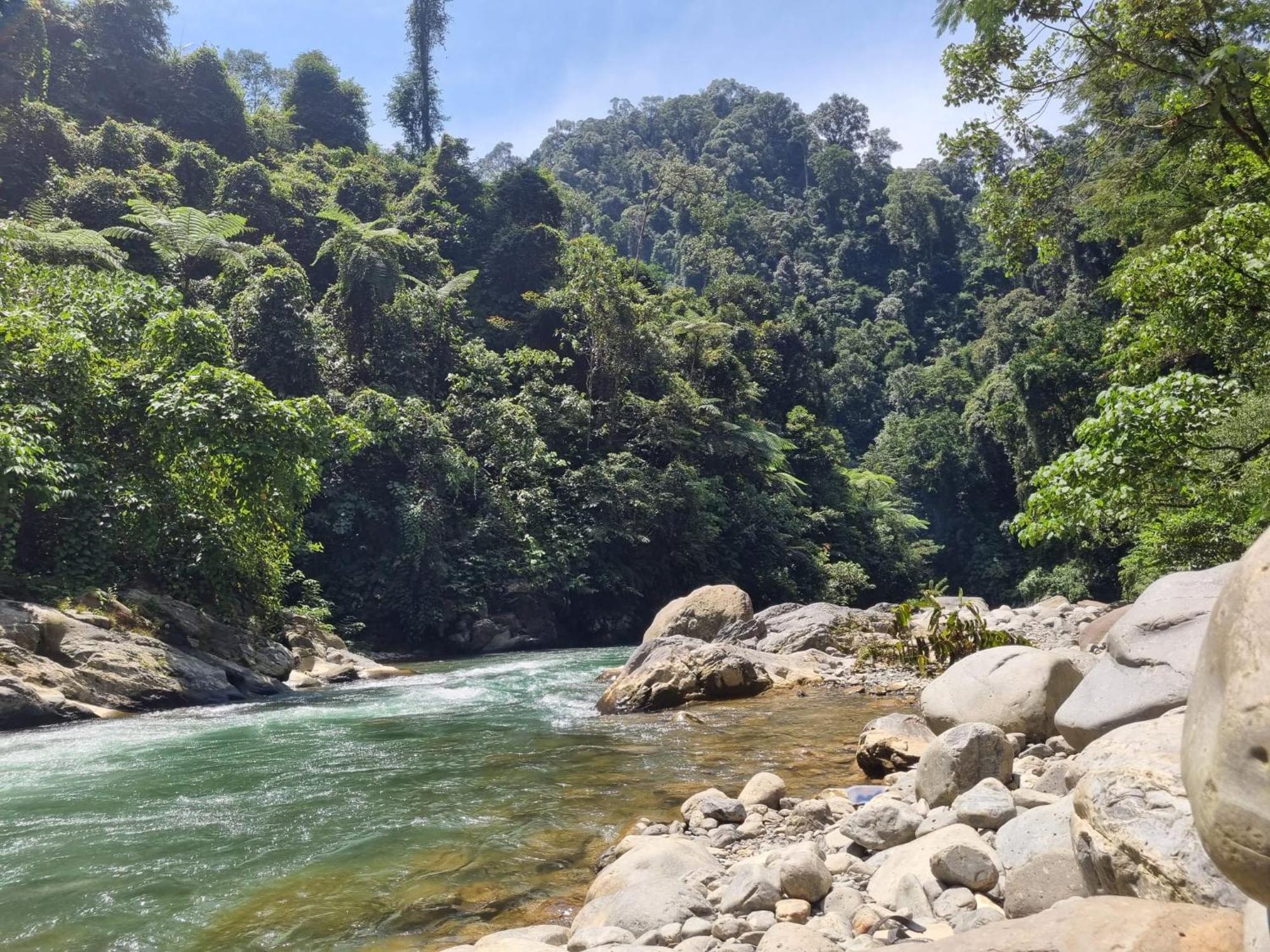 Lucky Bamboo'Bungalows-Resto And Orangutan Jungle Trekking Tours 부킷 라왕 외부 사진