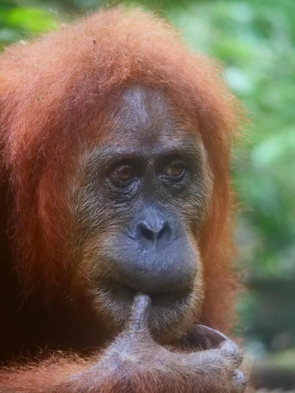 Lucky Bamboo'Bungalows-Resto And Orangutan Jungle Trekking Tours 부킷 라왕 외부 사진