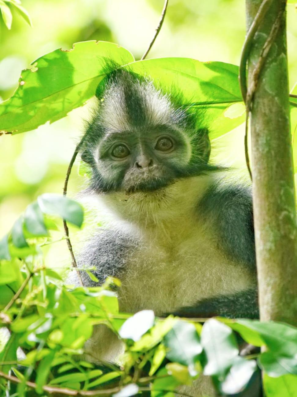 Lucky Bamboo'Bungalows-Resto And Orangutan Jungle Trekking Tours 부킷 라왕 외부 사진
