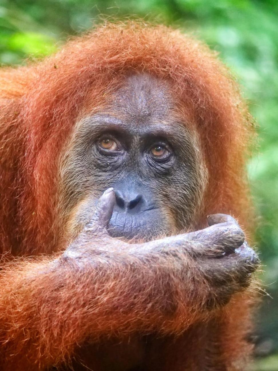 Lucky Bamboo'Bungalows-Resto And Orangutan Jungle Trekking Tours 부킷 라왕 외부 사진